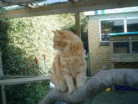 Blanding af racer Garfield billede 6