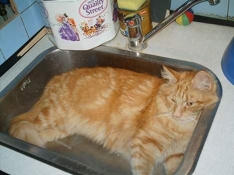 Blanding af racer Garfield billede 7