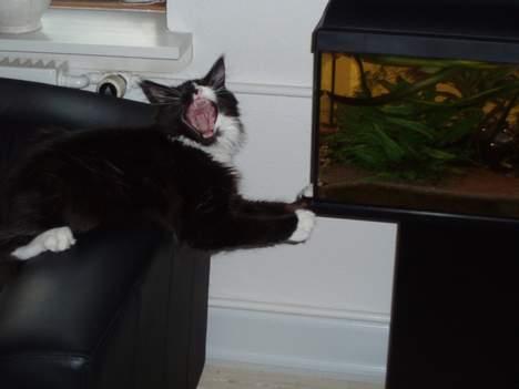 Maine Coon Teasy billede 12