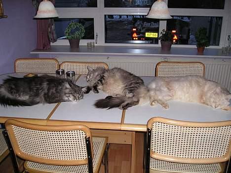 Maine Coon Chrisdahl´s Alf - Der lå tre main coon katte på et bord billede 10