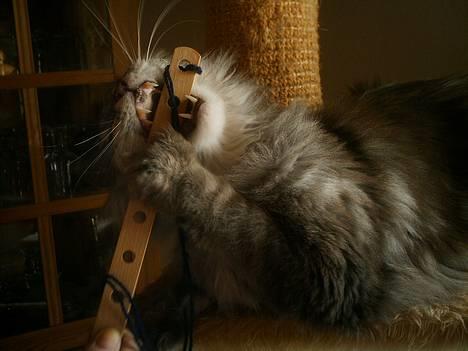 Maine Coon Chrisdahl´s Alf billede 11