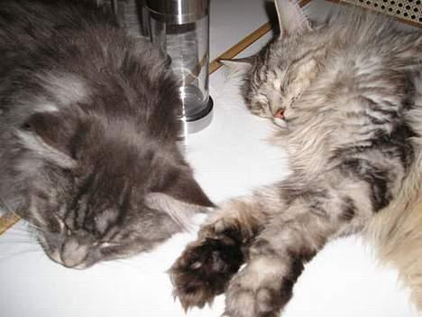 Maine Coon Chrisdahl´s Alf - Alf og hans bror Arnold (død) billede 12