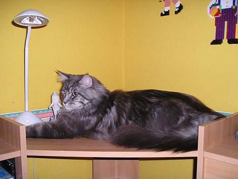 Maine Coon Chrisdahl´s Alf billede 13