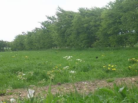 Blanding af racer Mille - Find Mille;-) billede 8