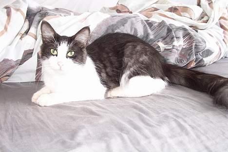 Norsk Skovkat DK Buum-Cats Anja - min flotte pige .. hun elsker kamera´et billede 17