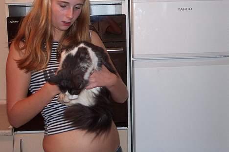 Norsk Skovkat DK Buum-Cats Anja - ANja oppe hos mor .. Fy på borderne , sværet er detat få hende ned , da hun vrider sig billede 18