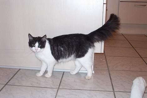 Norsk Skovkat DK Buum-Cats Anja - se hvor hun sniger sig rundt .. frækkert billede 19