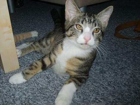 Huskat Balou billede 1