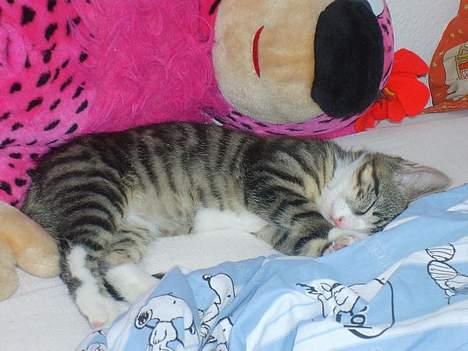 Huskat Balou billede 2