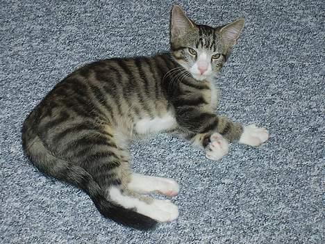 Huskat Balou billede 3