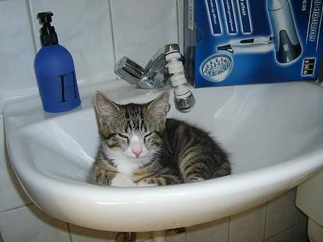 Huskat Balou billede 4