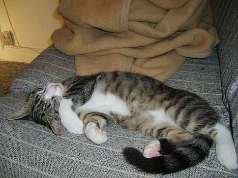 Huskat Balou billede 5