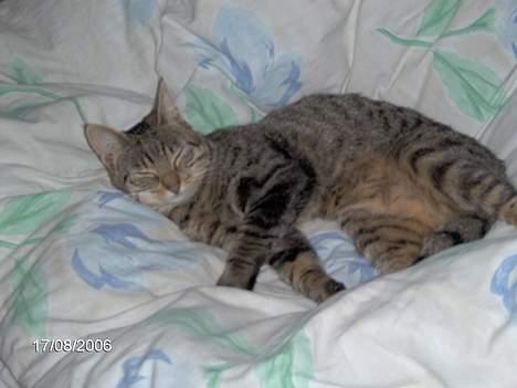 Huskat Missy (Død) - Hygger mig<33 billede 7