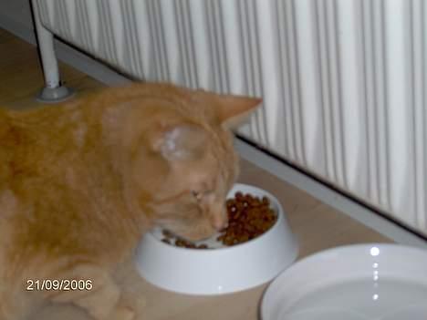 Huskat Buller - Må jeg ikke spise<33 billede 10