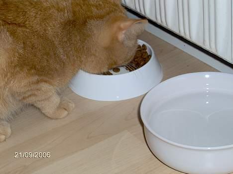 Huskat Buller - Jeg spiser<33 billede 11