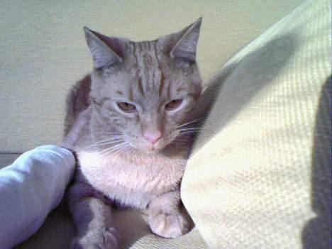 Huskat Buller - kan ikke lad mig være<33 billede 12