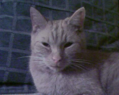 Huskat Buller - HeeJ se mig<33 billede 13