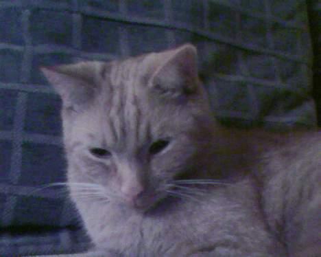 Huskat Buller - Hvad har du gang i<33 billede 14