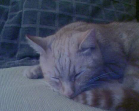 Huskat Buller - Jeg sover<33 billede 15