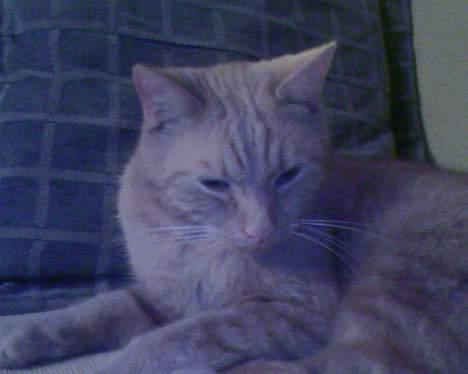 Huskat Buller - Gider du lige<33 billede 16