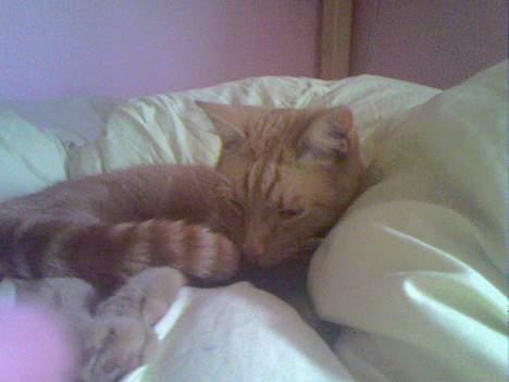 Huskat Buller - Hvorfor lige mig<33 billede 17