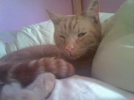 Huskat Buller - Lad Mig være<33 billede 18