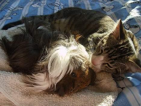 Huskat Balou - Det er så en af mine små marsvine-veninder Sheila:-) Det er sgu hyggeligt at ligge og sove sammen med hende... Dejli lille gris:-) billede 6