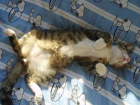 Huskat Balou - Nøøøj, hvor skønt med lidt sol på mavsen:-) billede 7