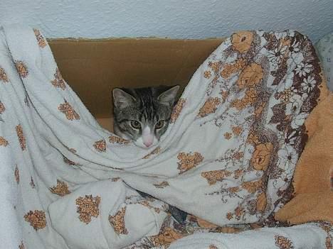 Huskat Balou - Tutteluuuu.... billede 8