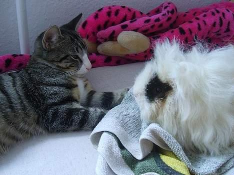 Huskat Balou - Det er så mig og Bhuvana... Hun har sgu mere garn end jeg har... billede 9