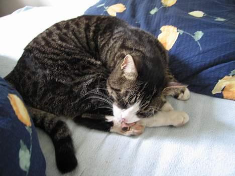 Huskat Nuller billede 9