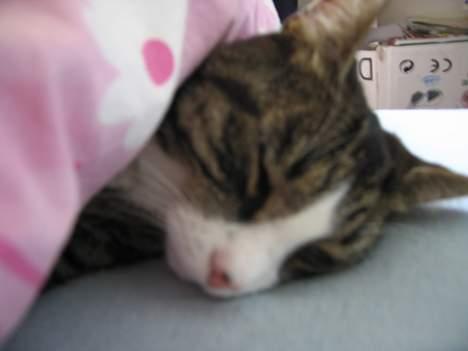 Huskat Nuller - Er det tæt nok nu ?! billede 10