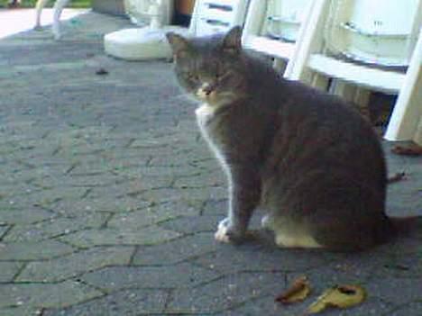 Huskat Laban - Er jeg ikke bare fotogen.,. hihi c= billede 11