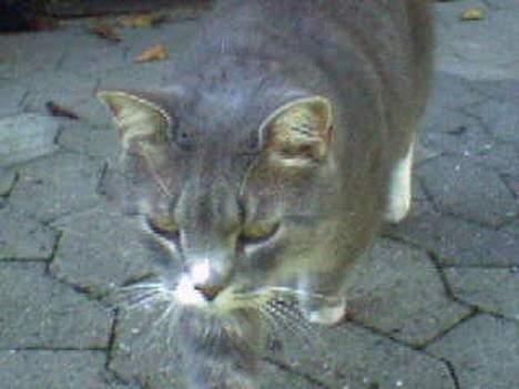 Huskat Laban - :) :D billede 12