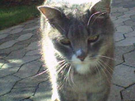 Huskat Laban - Her han man se hans smukke ansigt.,. billede 13