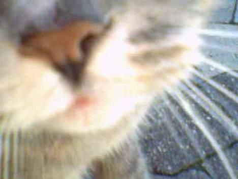 Huskat Laban - Lige i snuden.,. han har en sød næse.,. billede 14