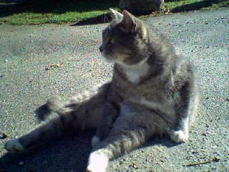 Huskat Laban - Han sidder lidt mærkeligt en gang i mellem.,. HIHI billede 15