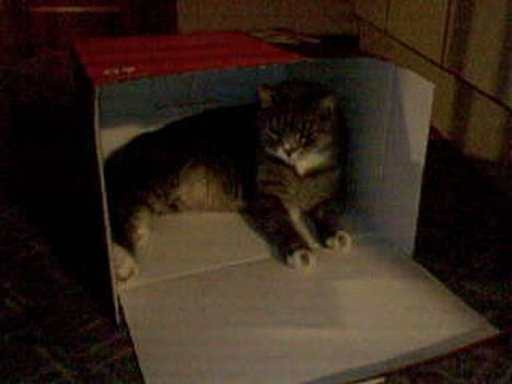 Huskat Laban - Han kaster lige et håndtegn.,.:) billede 16