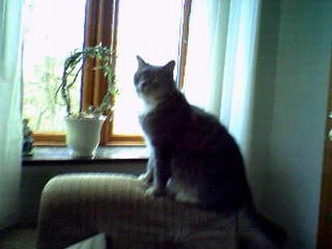 Huskat Laban - Han elsker at rulle rundt billede 17