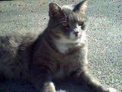 Huskat Laban - Han har også en halskæde på., eller det ligner det.,.  billede 18