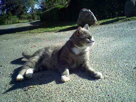 Huskat Laban - Ligger bare og ser lækker ud., billede 19