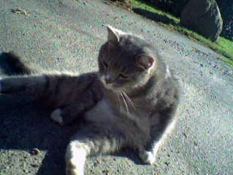 Huskat Laban - Er i gang med at vaske sig., :D billede 20