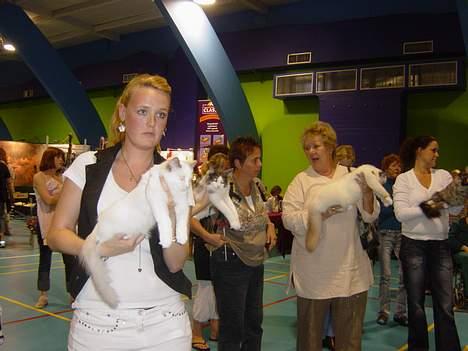 Ragdoll SP. Wrendsted Celinea DSM - Celinea til nominering med mor billede 6