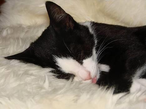 Huskat Ozzi - Jeg må holde tungen lige i munden. billede 1