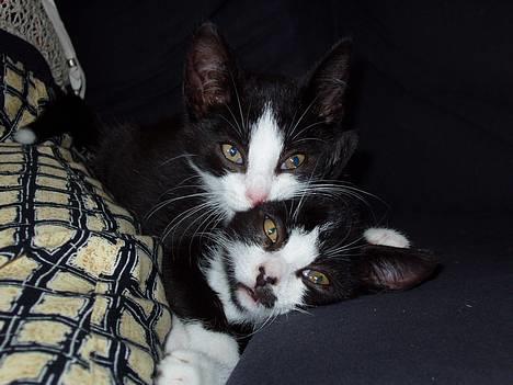 Huskat Ozzi - Det er mig der ligger øverst. billede 2