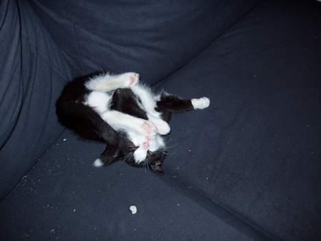 Huskat Ozzi - Den her stilling har jeg lært af far. billede 3