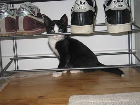 Huskat Ozzi - Nike, Ozzi og Adidas. billede 5