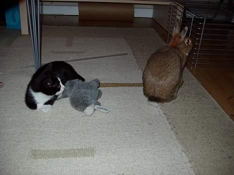 Huskat Ozzi - Han ligner ikke mig. billede 6