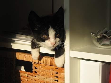 Huskat Ozzi - Jeg har fået min egen firkant. billede 7