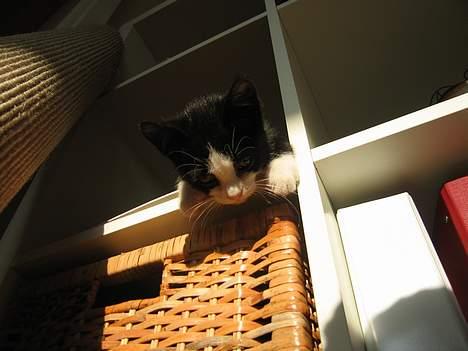 Huskat Ozzi - Men hvordan kommer man ned? billede 8